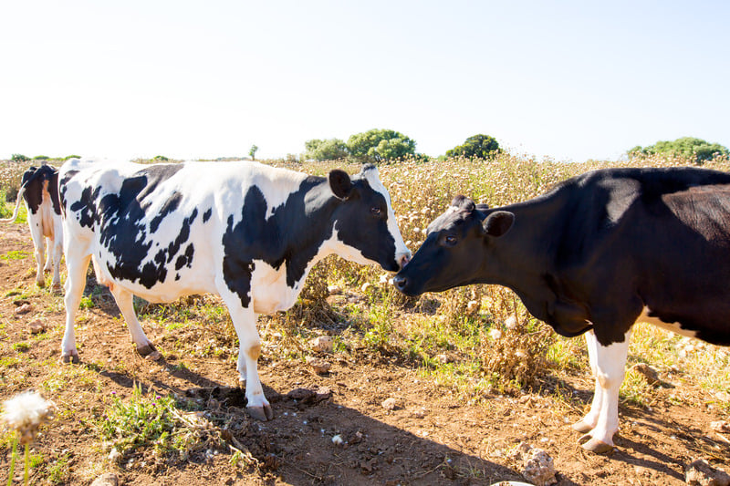 Cows in field