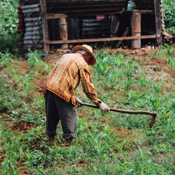 Smallholder farmer working in field