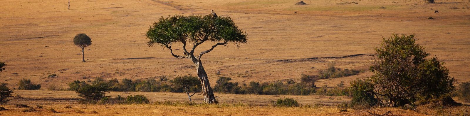 Savanna landscape